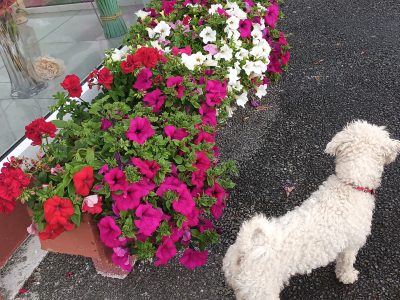 Bichon Frise Puppies for Sale in Belmullet