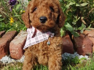 Irish Kennel Club reg’d Miniature Poodles
