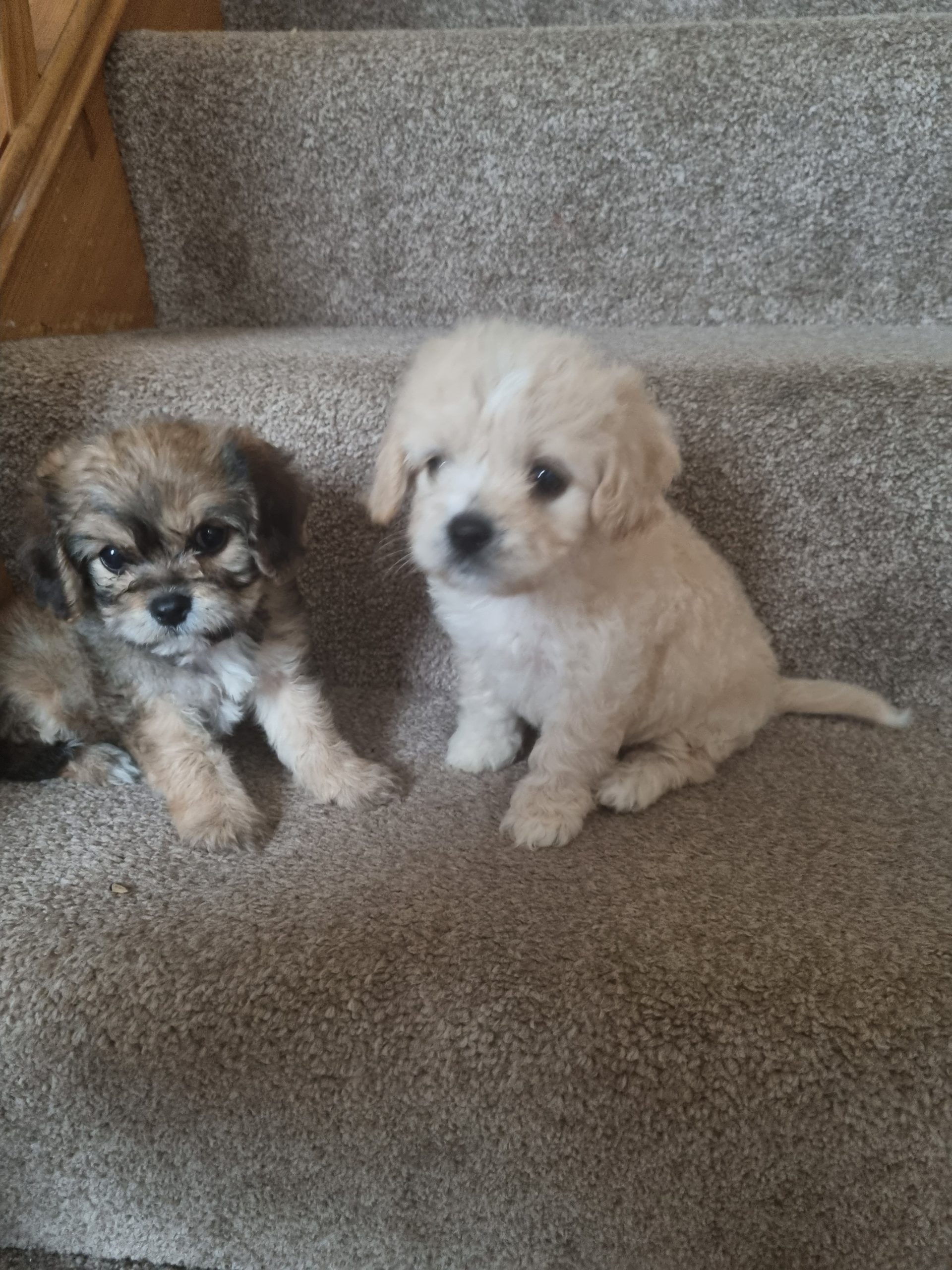 RARE MINI CAVACHON PUPPIES Dogs For Sale Ireland