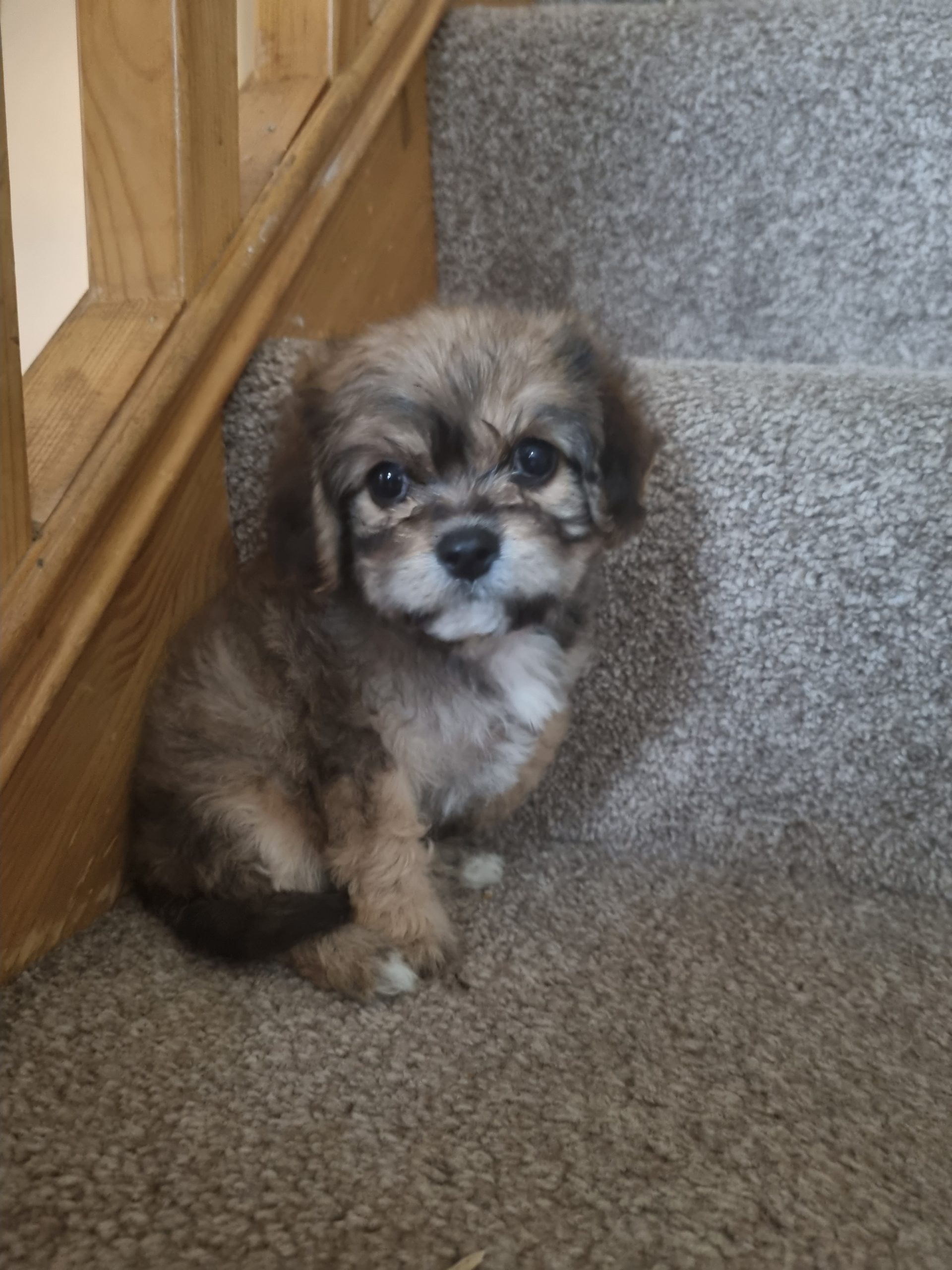 RARE MINI CAVACHON PUPPIES Dogs For Sale Ireland