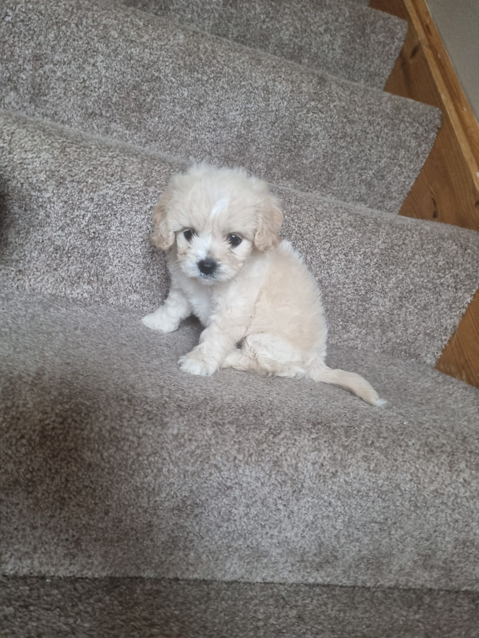 RARE MINI CAVACHON PUPPIES Dogs For Sale Ireland