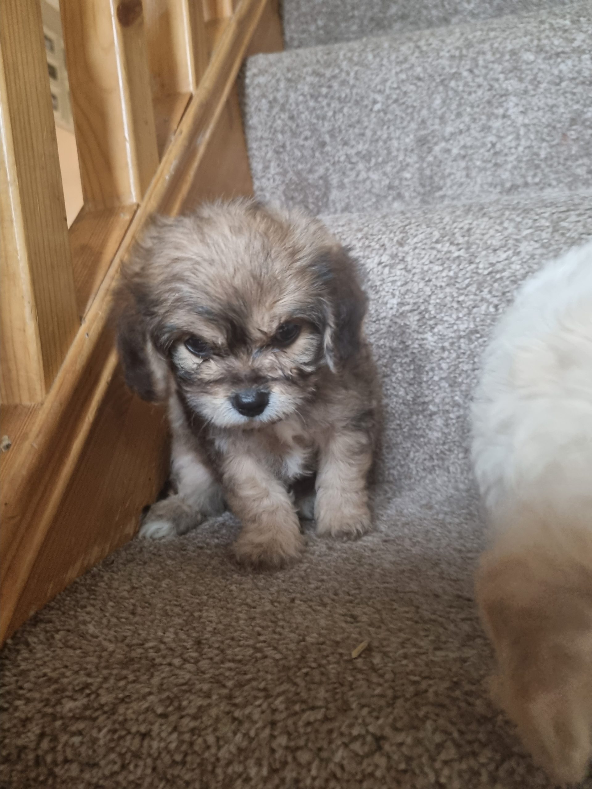 RARE MINI CAVACHON PUPPIES Dogs For Sale Ireland