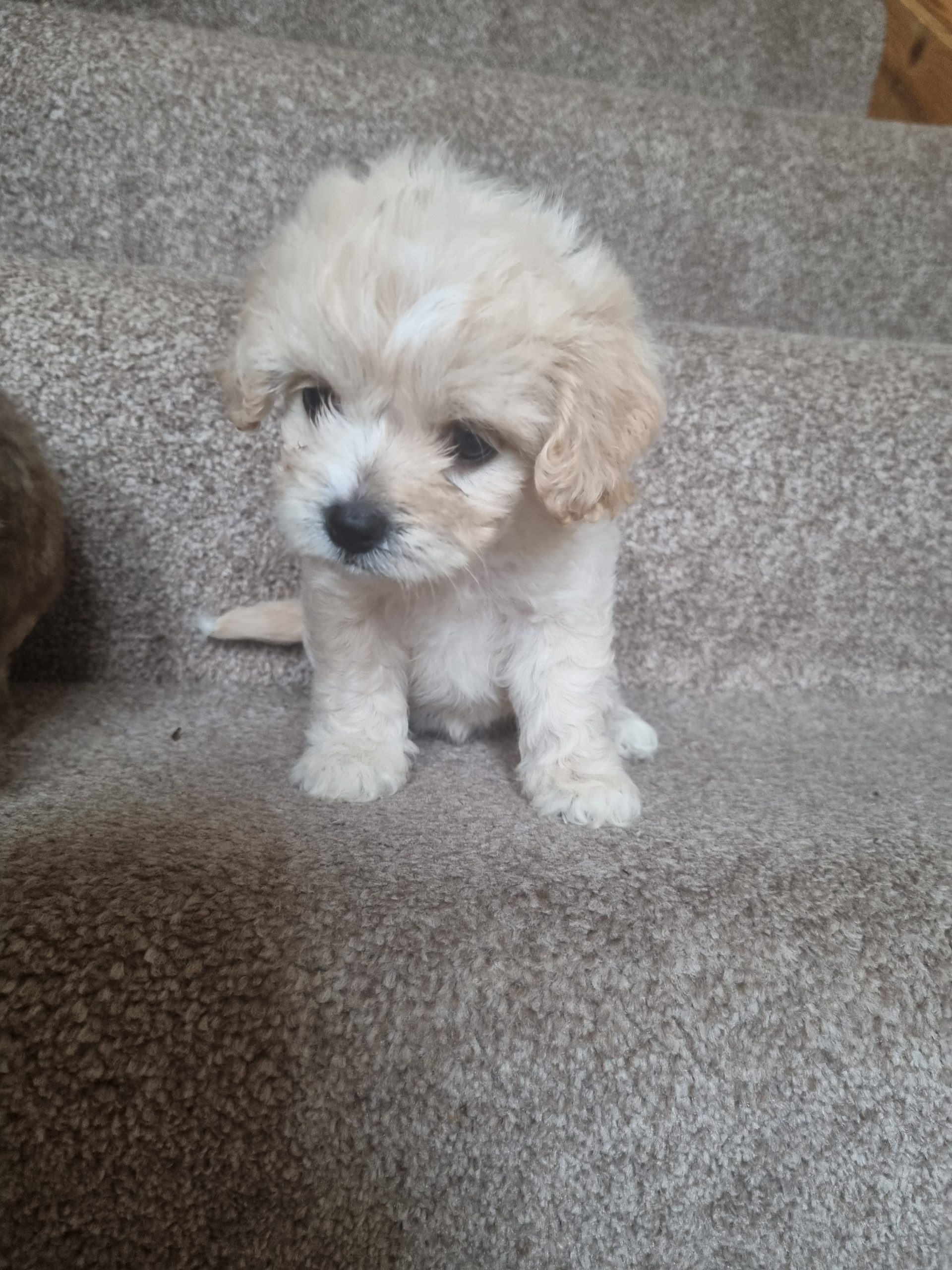 RARE MINI CAVACHON PUPPIES Dogs For Sale Ireland