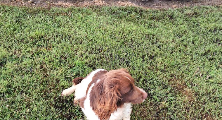 Springer spaniel