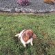 Springer spaniel