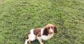 Springer spaniel