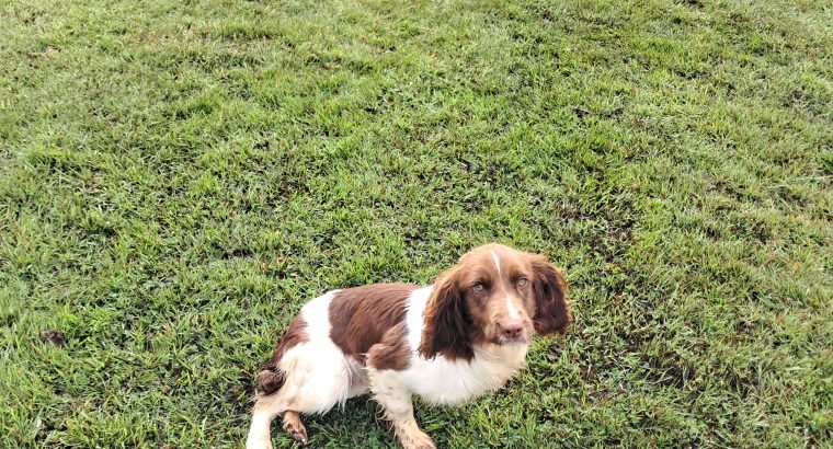 Springer spaniel