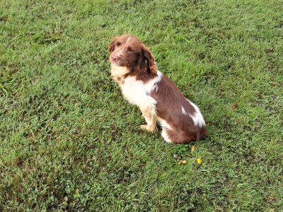 Springer Spaniel in Ballyhaunis – IKC Registered