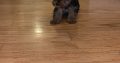 Yorkshire Terrier Pups