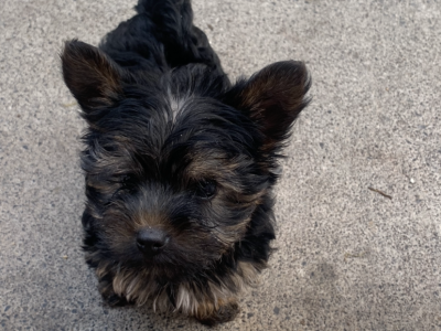 Yorkshire Terriers for Sale in Mullingar