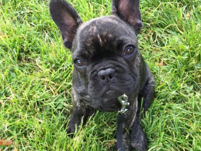 French Bulldog in Galway – IKC Registered
