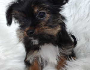 purebred yorkshire terriers