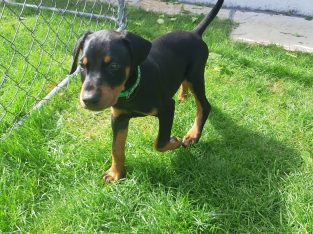 Doberman