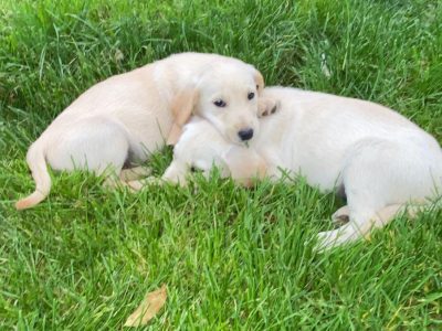 Golden Labrador Puppies in V35HW54