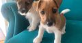Jack Russell X Fox Terrier Pups for sale