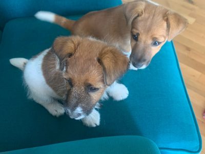 Jack Russell X Fox Terrier Pups in Kanturk