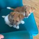 Jack Russell X Fox Terrier Pups for sale