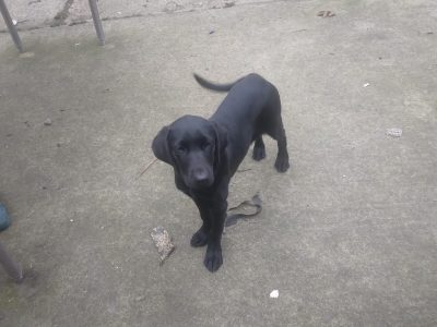 Black Labrador Pup for Sale in Gorey