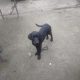 Black labrador pup