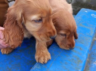 Golden cocker pups