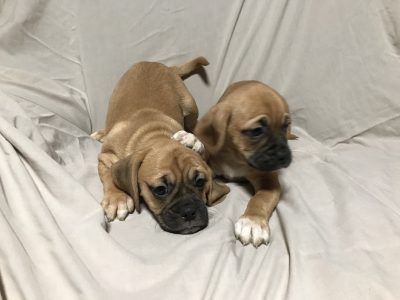 Puggle Puppies for Sale in Carlow County