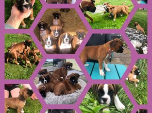 Champion Boxer Puppies for sale