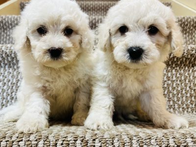 Bichon Frise x Toy Poodle (Poochon)