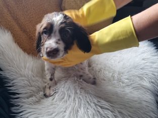 Springer spaniel puppies
