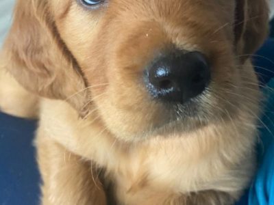 Golden Irish Puppies for Sale in Waterford