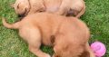 Rare Golden Irish Puppies for Sale