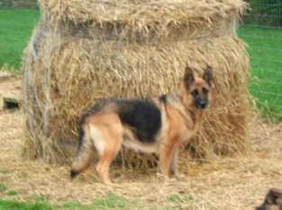 ** Traditional Straight Back GSD Puppies **