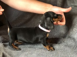 Miniature Irish Kennel Club register dachshunds pu