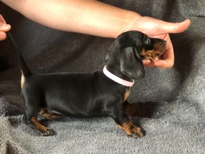Miniature Dachshunds for Sale in Dublin