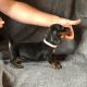 Miniature Irish Kennel Club register dachshunds pu