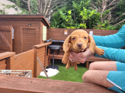 Miniature Dachshund for Sale in Tuam – IKC Reg