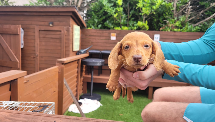 Miniature Dachshund Pup