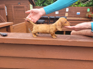 Miniature Dachshund Pup