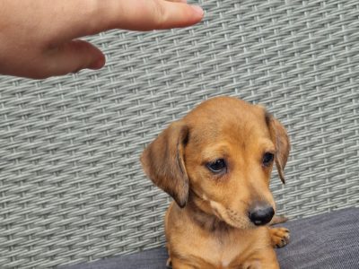 Dachshund Puppies for Sale in Cork – Playful Fun