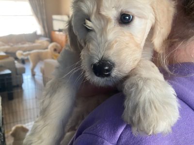 Goldendoodles in Donegal – Playful F2 Puppies