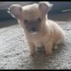 Long haired Miniature chihuahua puppy