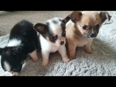 Miniature Chihuahua Puppies in D15 – Playful & Healthy