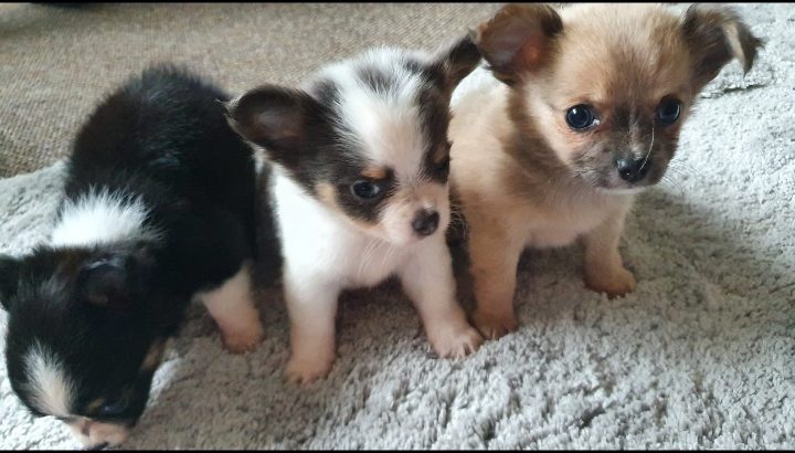 Long haired Miniature chihuahua puppy
