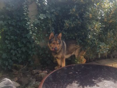 German Shepherd in Limerick – Active Family Dog