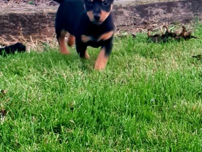 Mini Jack Russells for Sale in Wexford