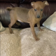 **Only 1 left **Chocolate Miniature Dachshund Male