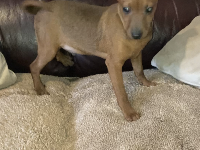 Chocolate Dachshund Puppy for Sale in Galway