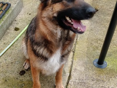 German Shepherd in Portlaoise – Free Rehome