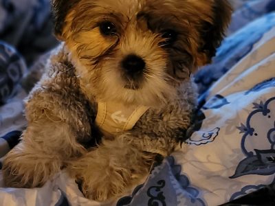 Shih Tzu Puppies for Sale in Castlepollard