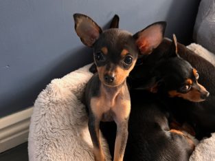 Male Russian Toy Terrier For Sale