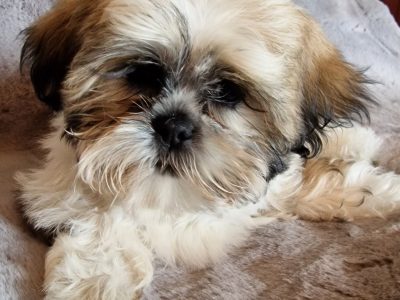 Shih Tzu Puppies in Ballina – IKC Registered